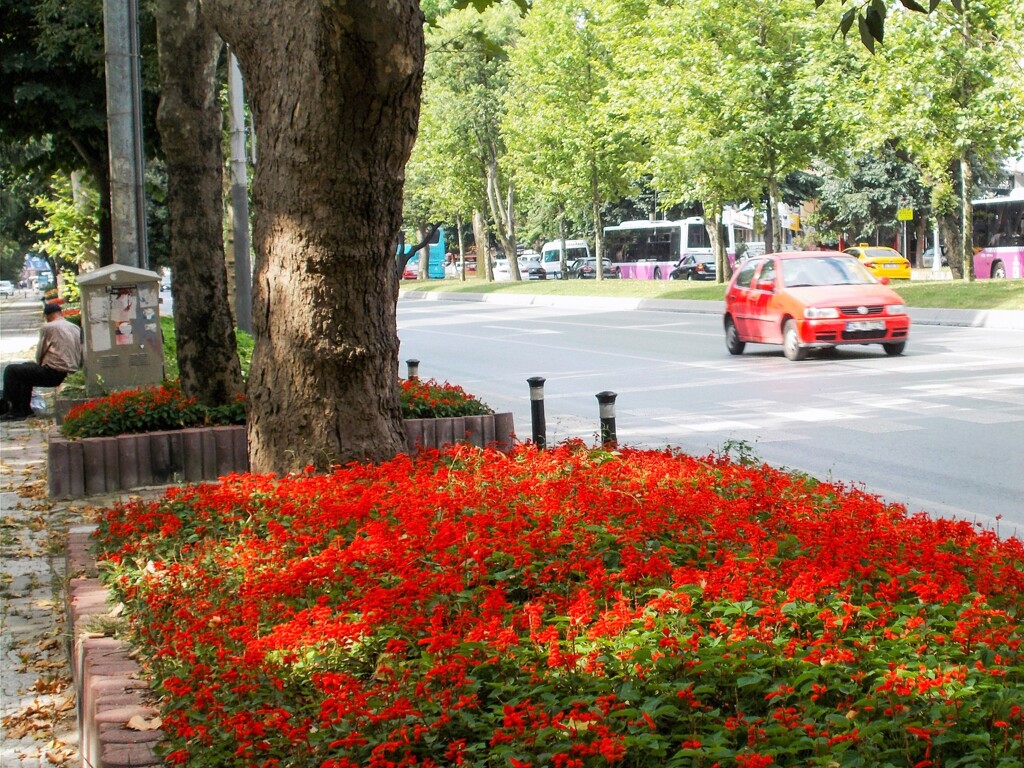 歩道脇のサルビアと赤い車…