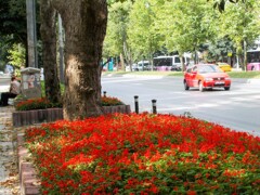歩道脇のサルビアと赤い車…