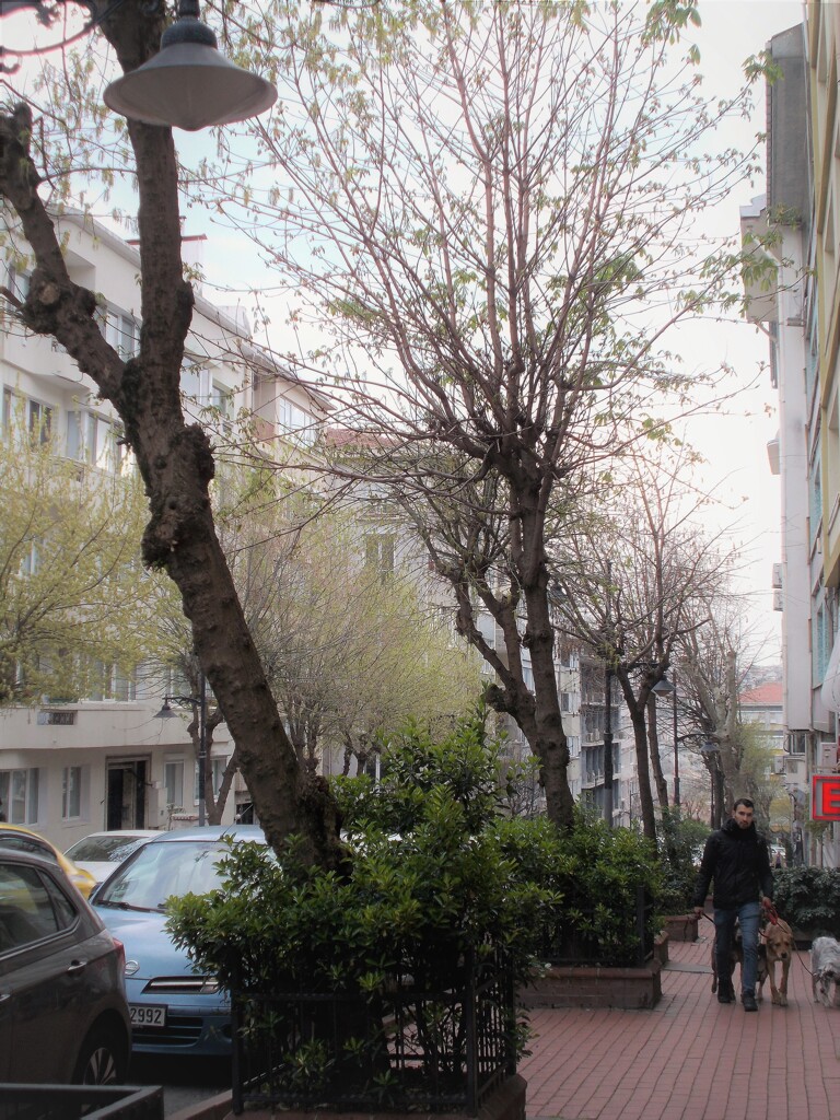 早朝の新緑…ひとり占め…♪