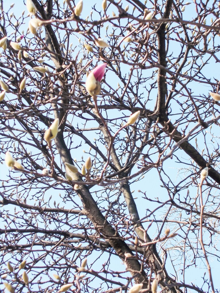 モクレンの蕾がほころび始めたよ～～♪