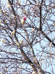 モクレンの蕾がほころび始めたよ～～♪