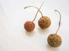 プラタナスの実が沢山落ちてて　野良ちゃん達のおもちゃ～♡