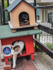 お出かけ…？どちらまで…？