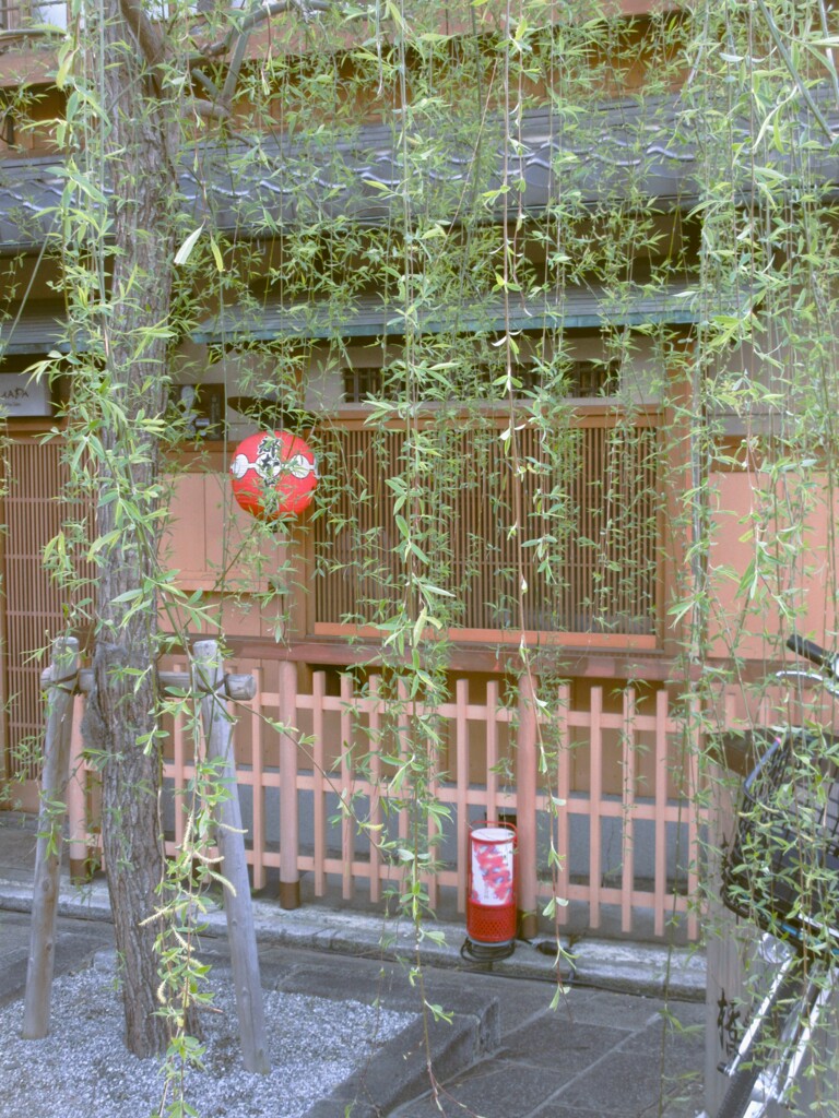 しだれ柳～ゆらゆら　ふわふわ～～
