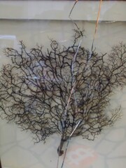 もう　戻れない…！