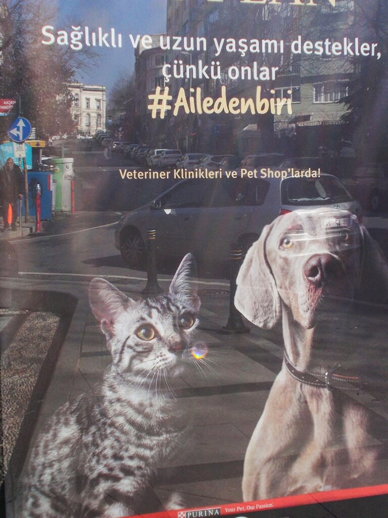 家族の一員です…獣医より…