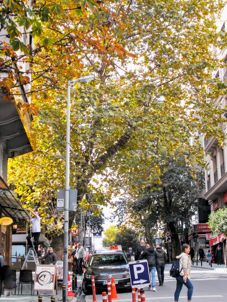 （何回目の）朝の喧騒を見守る大樹達～