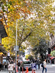 （何回目の）朝の喧騒を見守る大樹達～