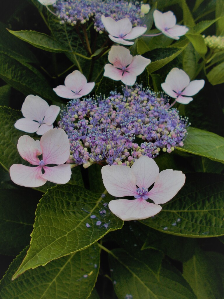 こぼれ花。。。