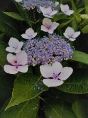 こぼれ花。。。