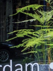 この子のちっちゃな緑の世界～