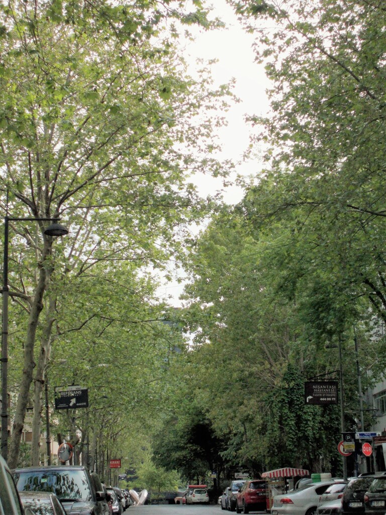 今朝～街路樹がこんなに茂ったよ～～♪