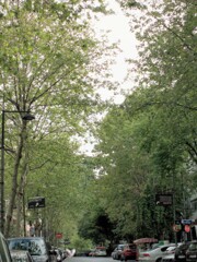 今朝～街路樹がこんなに茂ったよ～～♪