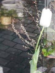 窓辺で白い花１人・・・