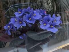 窓辺の哀しい花…❀…