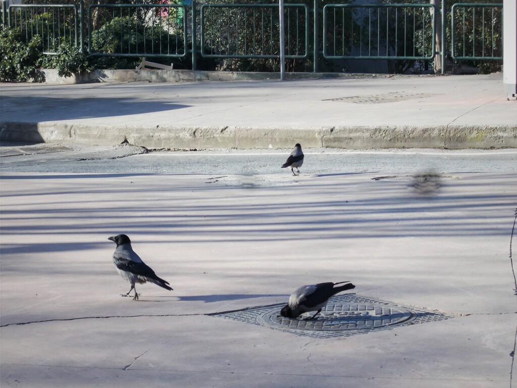 探し物は　ニャンですカァ～～？