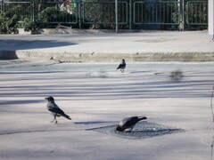 探し物は　ニャンですカァ～～？