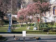 日当りのいい所のモクレンはもう満開～