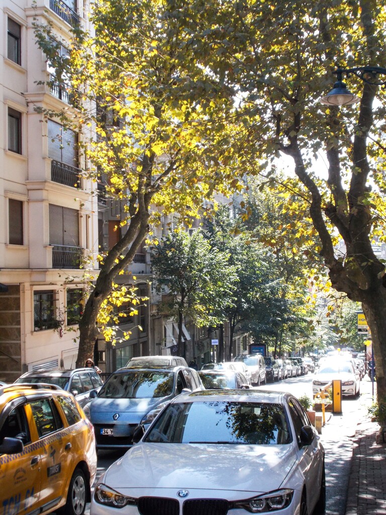 秋色プラタナスの道