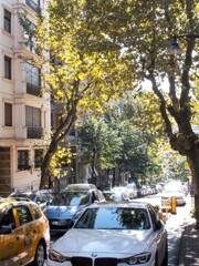 秋色プラタナスの道