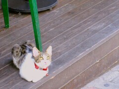 キジバトを見上げるBoncuk（ボンジュック）ビーズ玉～♪