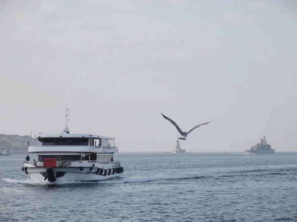 ボスポラス海峡のカモメ～～