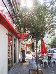 小鳥たちのさえずり…聞こえますか…♪