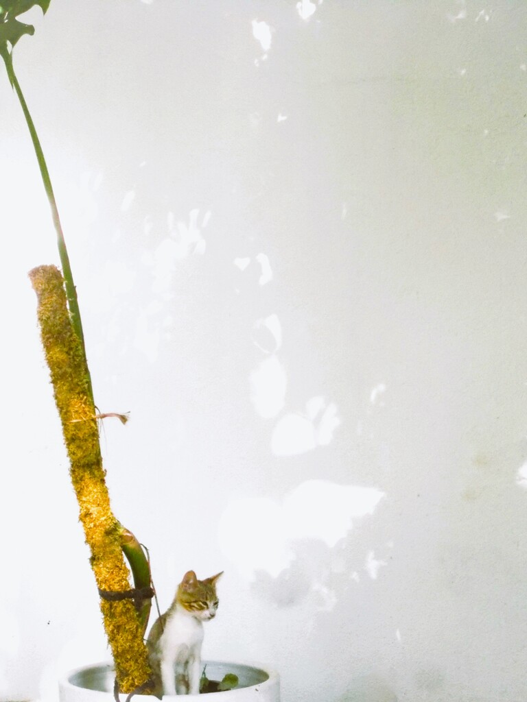 もう強い朝陽にボウゼンのお子ちゃま～～♡