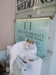 ウェディングドレスみたいな子～.。o○～