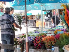 今日の花を選ぶ～♪