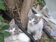 昨日　出会った子猫たち～～♡