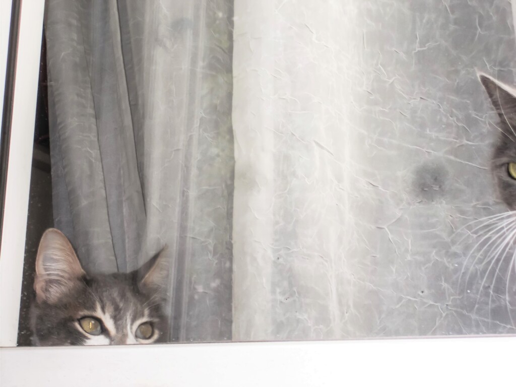 大事なお目めとおひげ～～♡