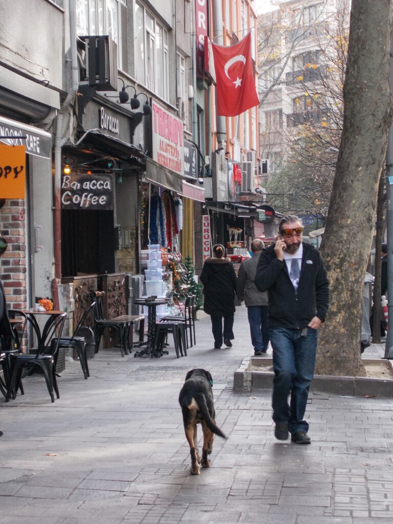 用事へ向かう野良ちゃん？