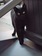 黒猫～✶