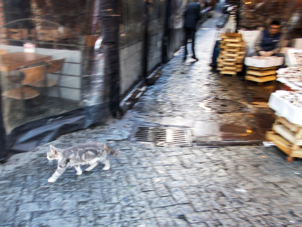 お魚屋さんも　お客さんも　現行犯逮捕しません～♡～