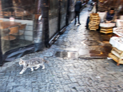 お魚屋さんも　お客さんも　現行犯逮捕しません～♡～