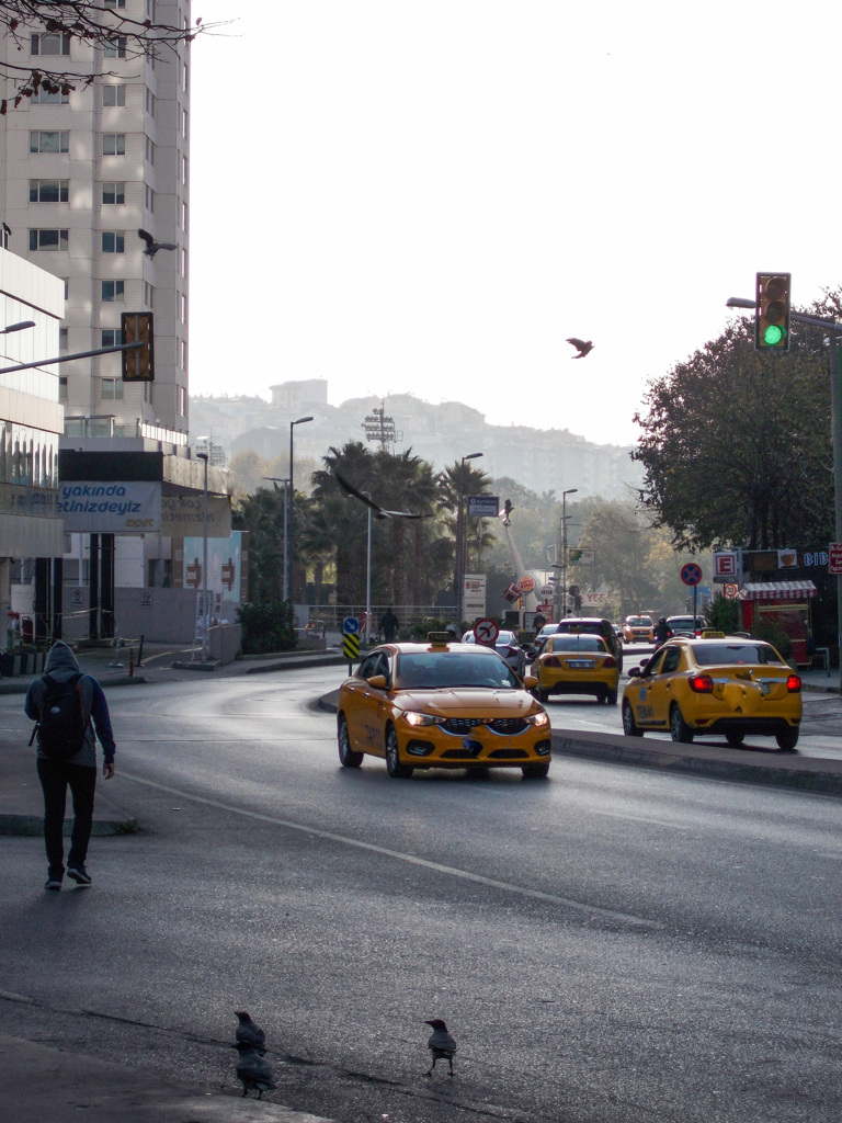 早朝　カラス達・・・