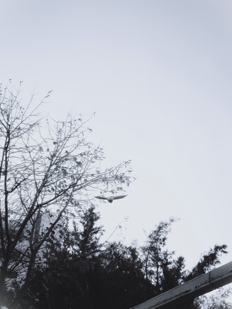 飛んでった。。。