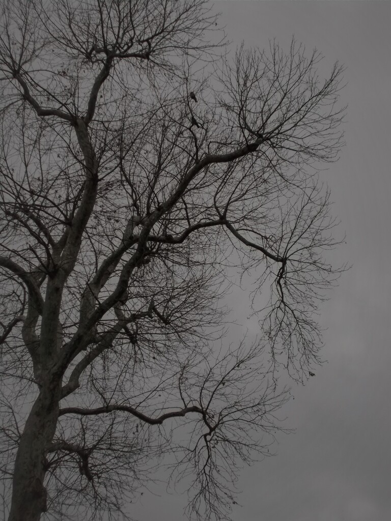 枯れ枝にカラス…淋しいね…