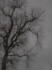 枯れ枝にカラス…淋しいね…