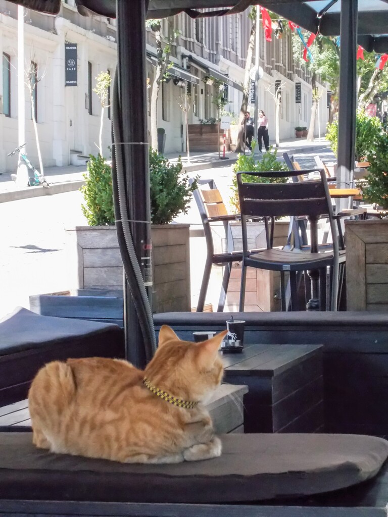 いつの間にか～首輪もしてここの子に～♡