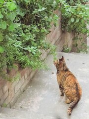 立ち話…　”おはニャが　咲いたね”…♡