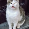 微笑む…？ニャンちゃん～♡