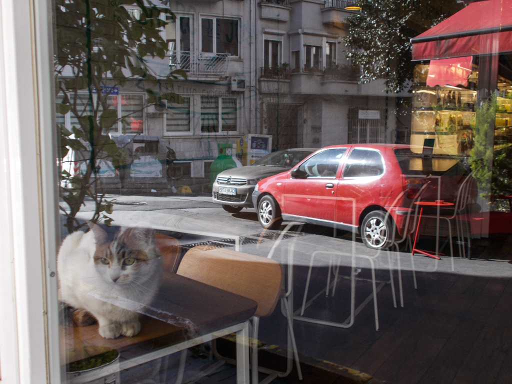 カフェの子　ニャかは暖か～♡～