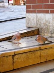 信じることしか知らない鳥～