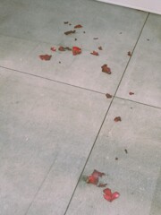 散る…　散らす…　散らせる…