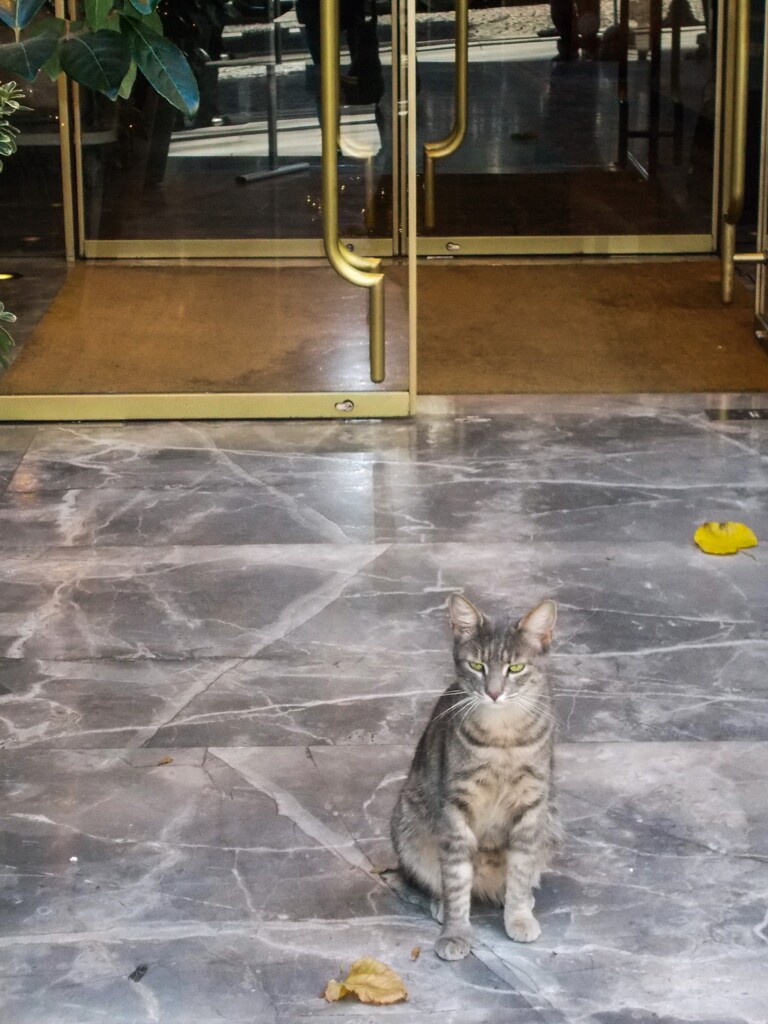 金と銀で豪華ニャン☆～