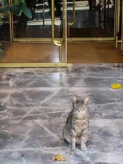 金と銀で豪華ニャン☆～