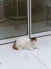 ニャンズだって物思いの秋～～