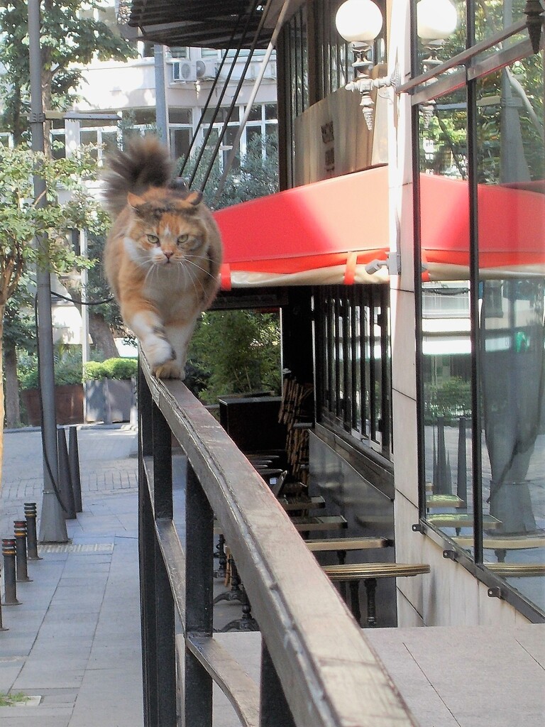 グラマーニャン　”こんな事できニャイでしょ？”　って言われた。。。